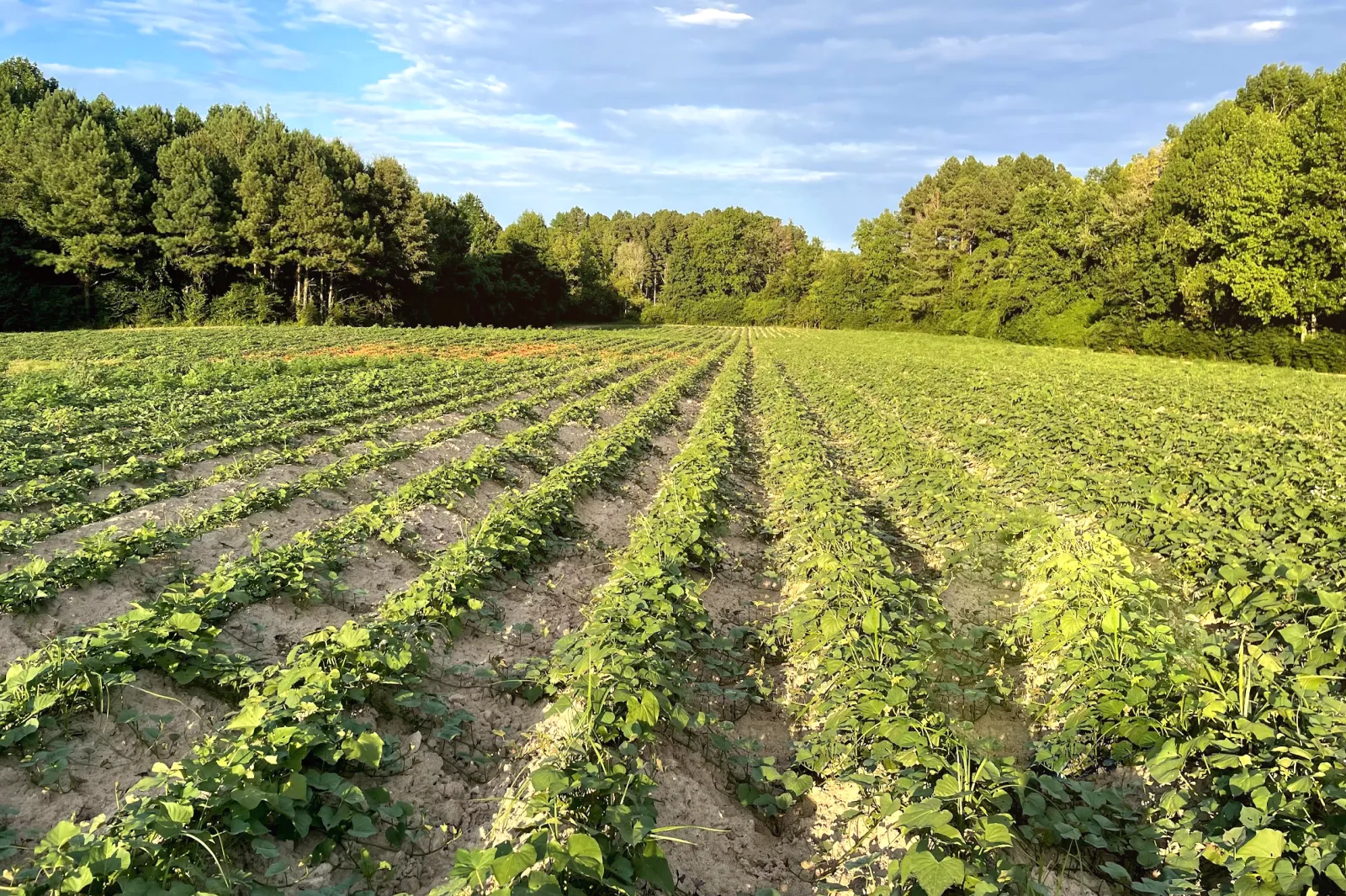 Sweet potato rows at SV Farms USA, North Carolina